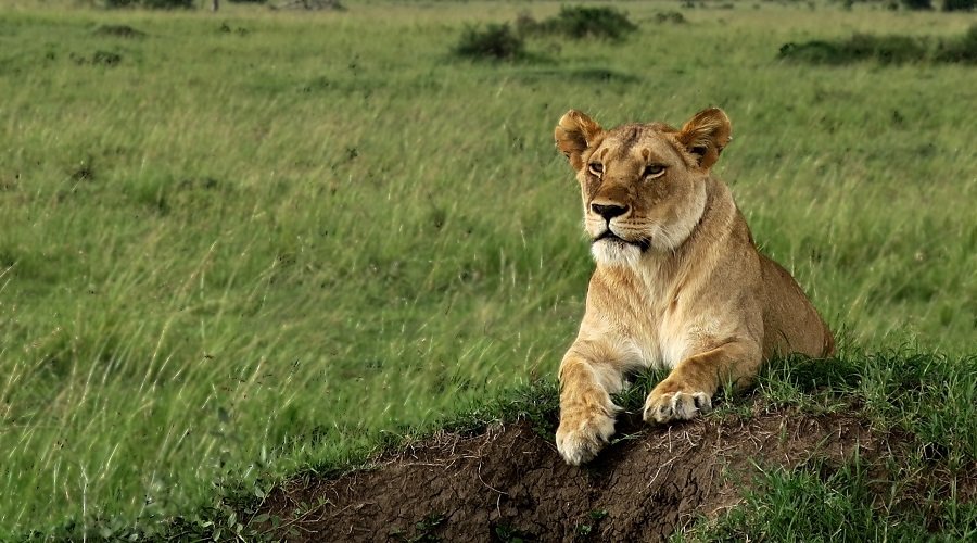Best 4 Days Tanzania Safari Group Departure 2025 - 2026